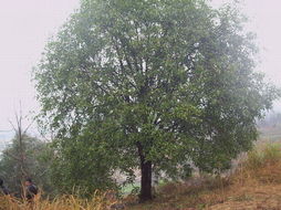 大量优质桂花树出售 供应 湖北省咸宁市林木种苗场