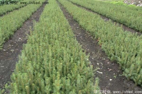 [红松种子]红松种子图片-批发报价-种植资料-产地直销-林木种子-绿宝