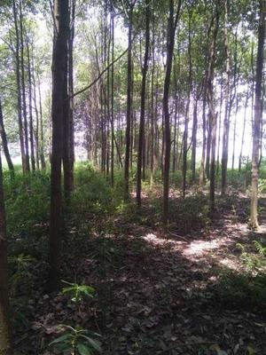 成都邛崃家园林木场
