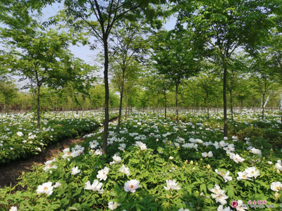 吉林省林下经济发展规划(2021-2025年)印发,加快林木种苗花卉产业发展